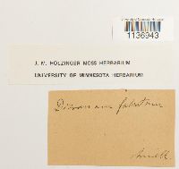 Kiaeria falcata image