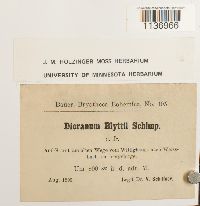 Kiaeria blyttii image