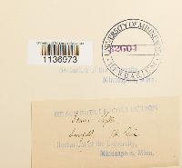 Kiaeria blyttii image