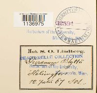 Kiaeria blyttii image