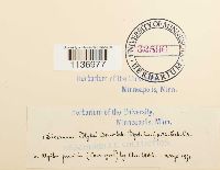 Kiaeria blyttii image