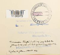 Kiaeria blyttii image