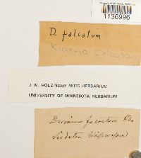 Kiaeria falcata image