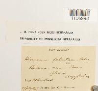 Kiaeria falcata image