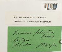 Kiaeria falcata image