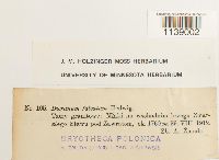 Kiaeria falcata image