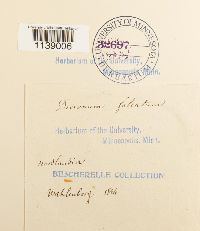 Kiaeria falcata image