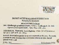 Eurhynchium praelongum image