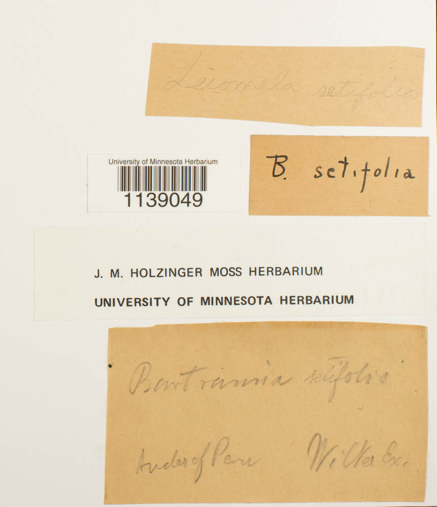 Leiomela setifolia image