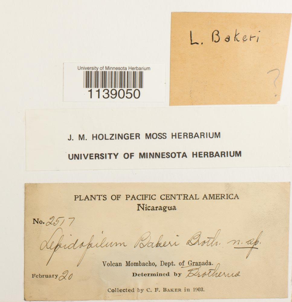 Lepidopilum bakeri image