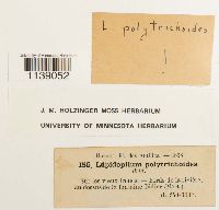 Lepidopilum bakeri image