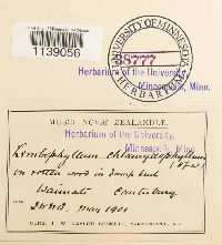 Thumbnail image of current specimen