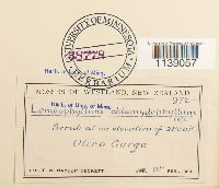 Lembophyllum chlamydophyllum image