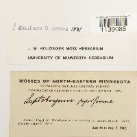 Leptobryum pyriforme image