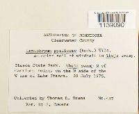 Leptobryum pyriforme image