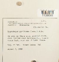 Leptobryum pyriforme image