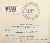 Leptobryum pyriforme image