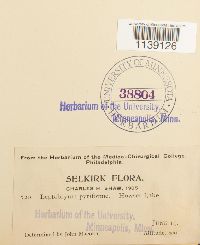 Leptobryum pyriforme image