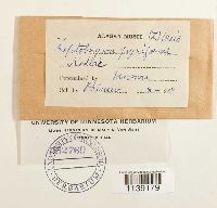 Leptobryum pyriforme image