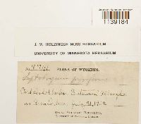 Leptobryum pyriforme image