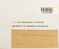 Leptobryum pyriforme image