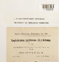 Leptobryum pyriforme image