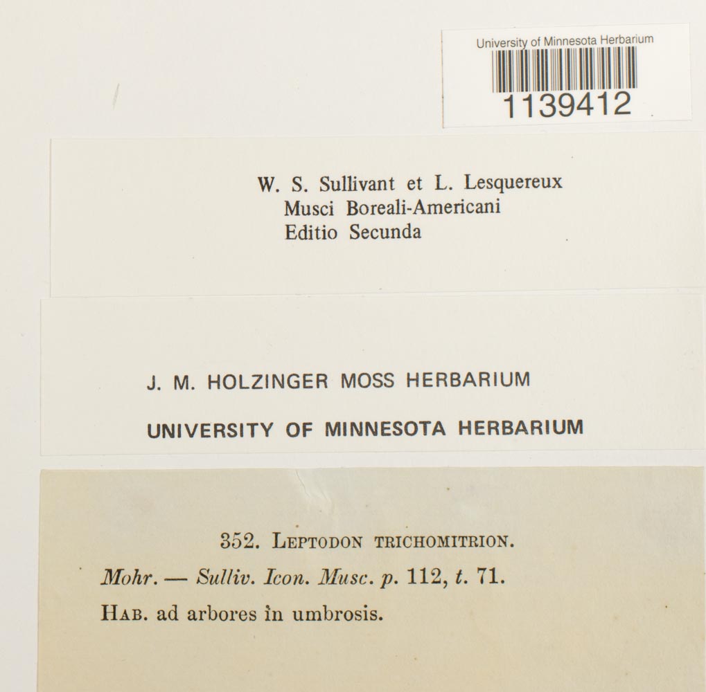 Leptodon trichomitrius image