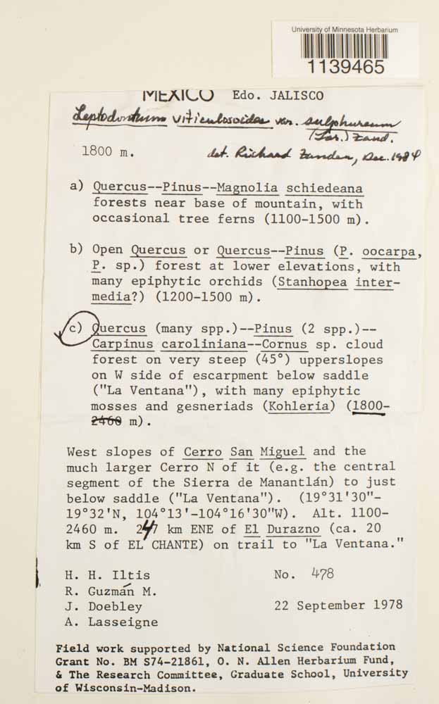 Leptodontium viticulosoides var. sulphureum image