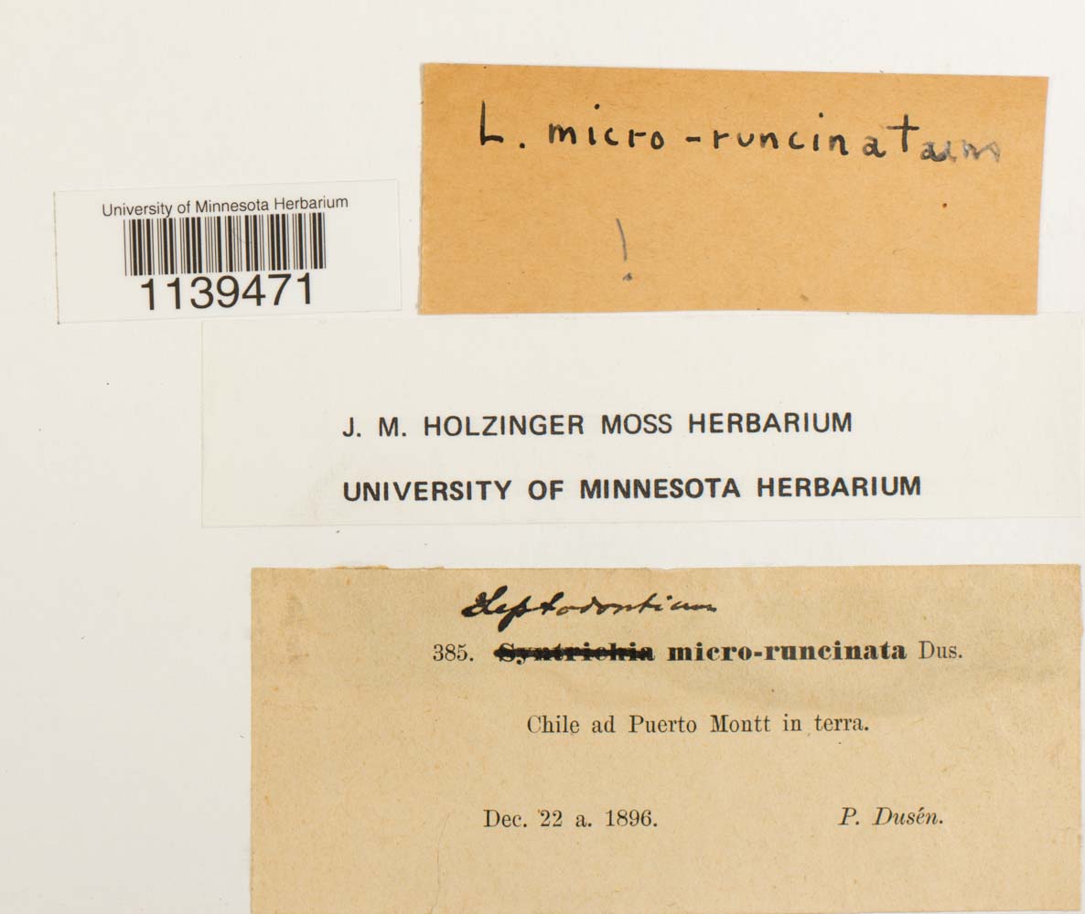 Leptodontium microruncinatum image