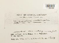 Leptodontium interruptum image