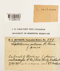 Leptostomum inclinans image
