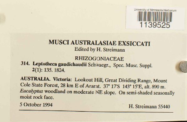 Leptotheca gaudichaudii image