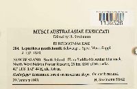 Leptotheca gaudichaudii image