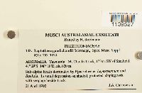 Leptotheca gaudichaudii image