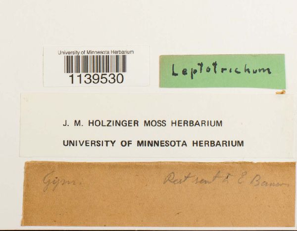 Leptotrichum image