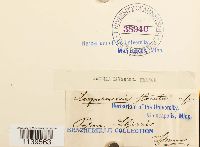 Thumbnail image of current specimen