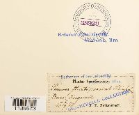 Thumbnail image of current specimen