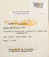 Leskea gracilescens image