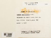 Leskea gracilescens image