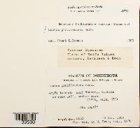 Leskea gracilescens image