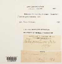 Leskea gracilescens image