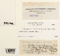 Leskea gracilescens image