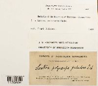 Leskea gracilescens image