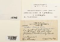 Leskea gracilescens image