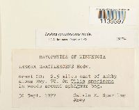 Leskea gracilescens image