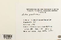 Leskea gracilescens image