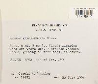 Leskea gracilescens image