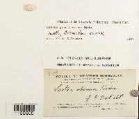 Leskea gracilescens image