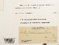 Leskea gracilescens image