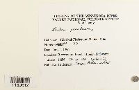 Leskea gracilescens image